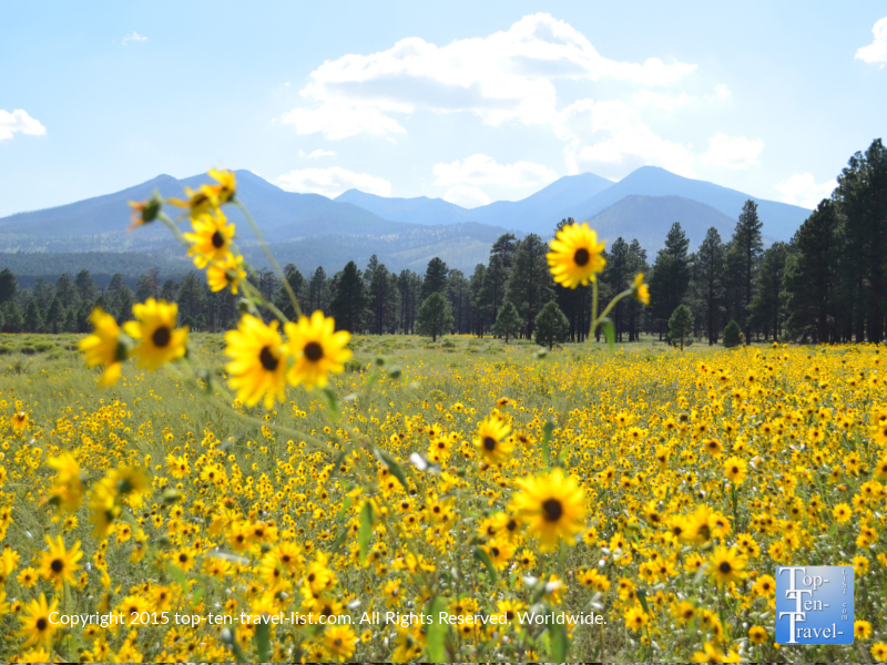 Gorgeous wildflowers at Bonito Meadow - beautiful view of the San Francisco Peaks