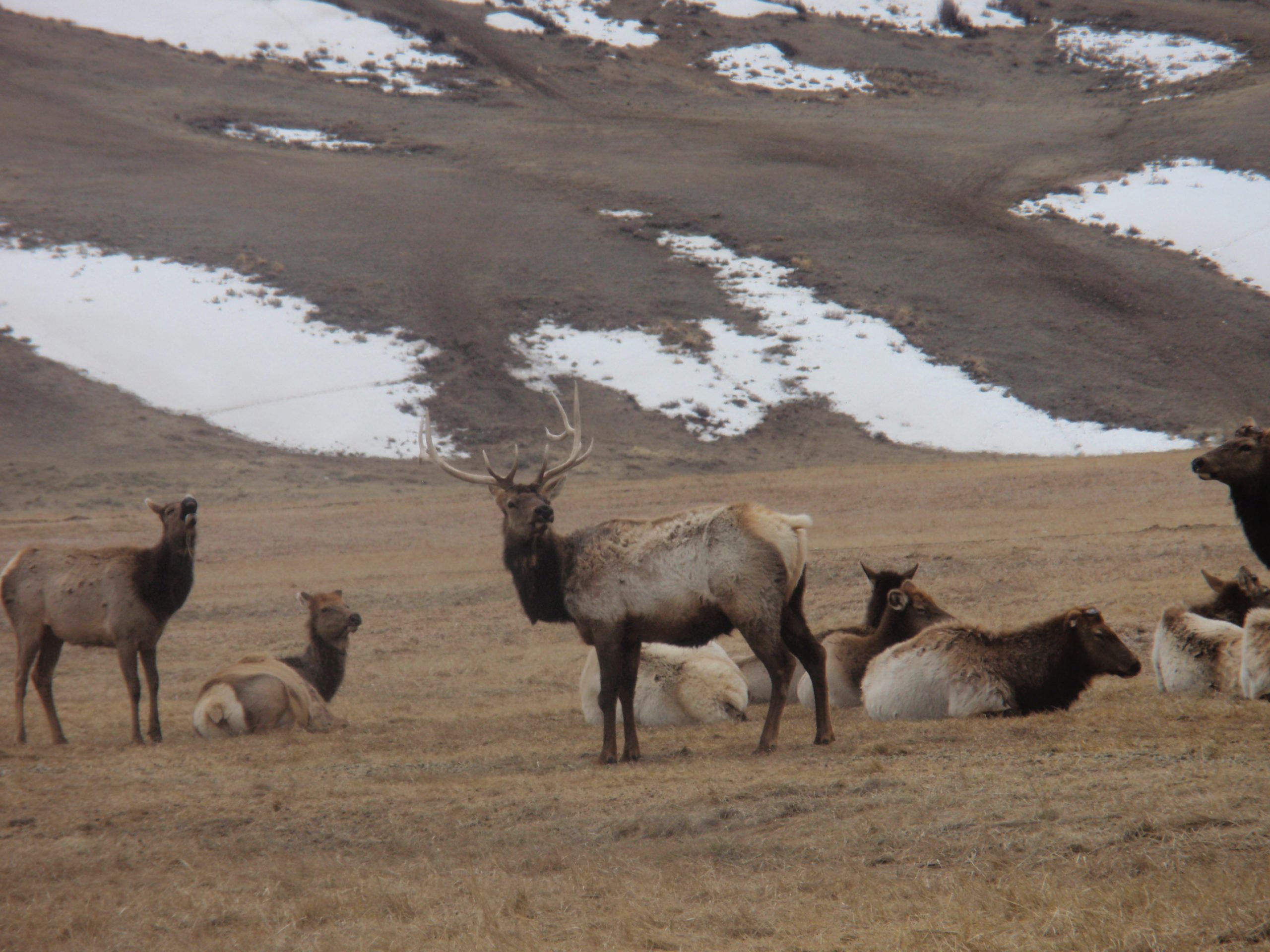 Winter Fun in Jackson Hole: The National Elk Refuge, Grand Tetons, & Moose Sightings!