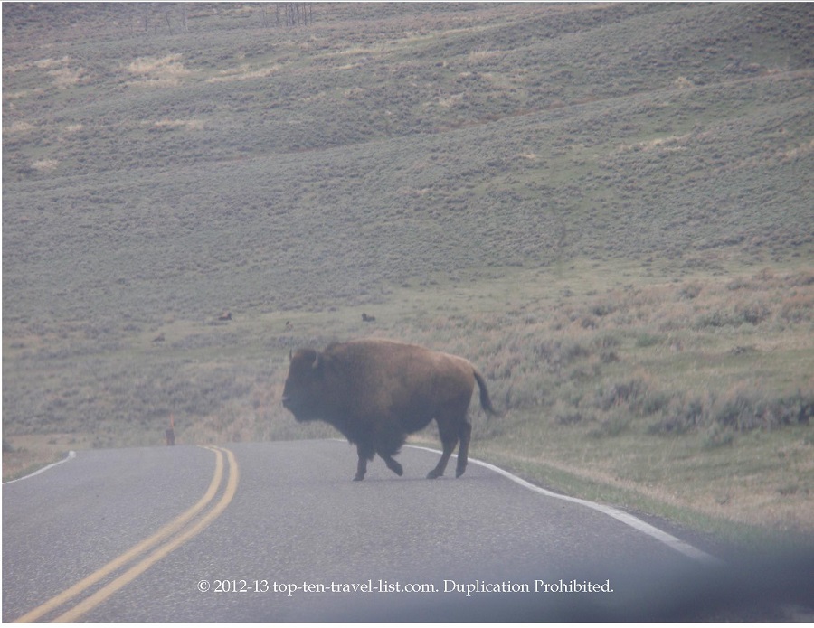 Bison on the road at Yellowstone National Park