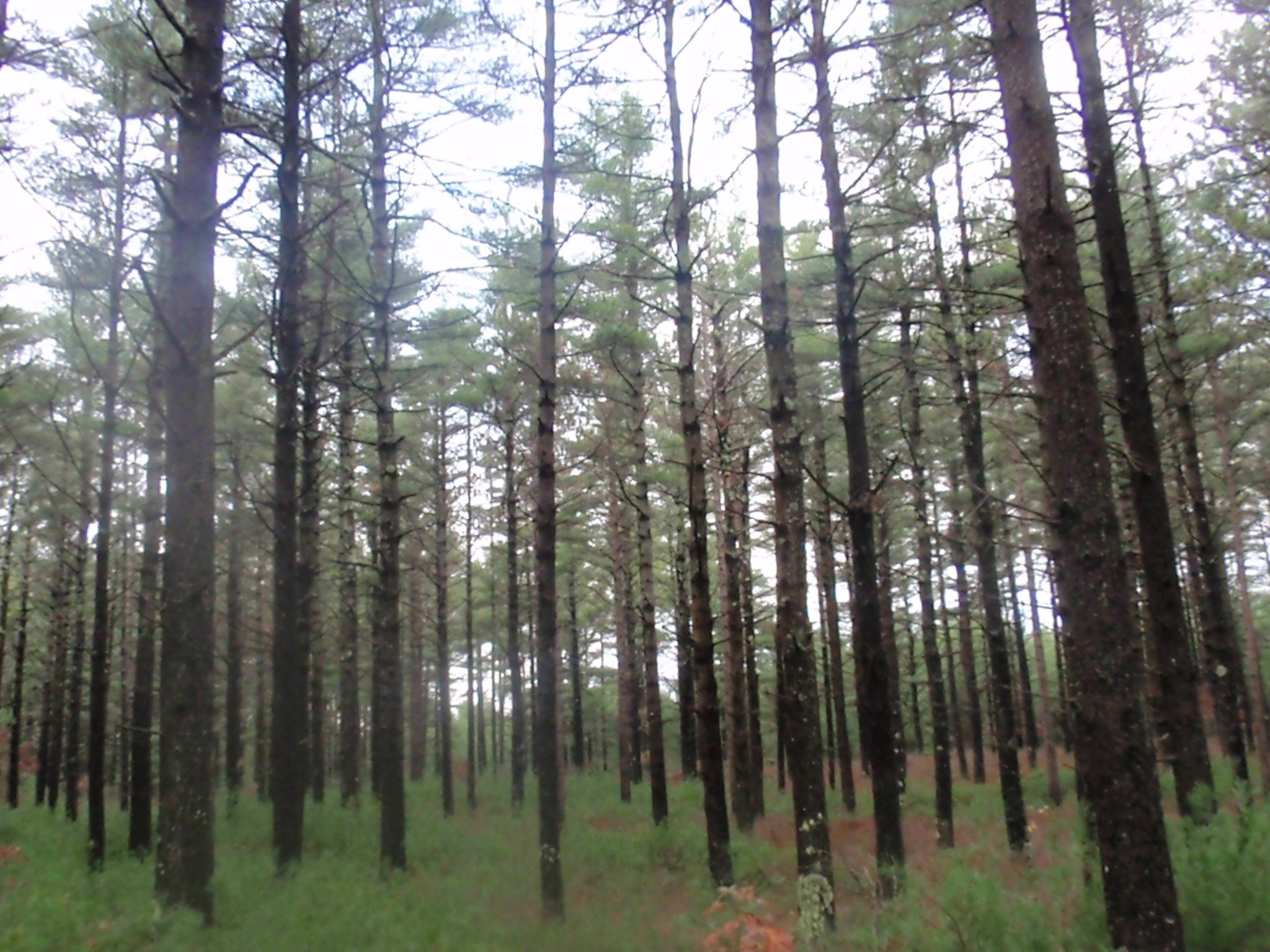 Beautiful pine trees at Myles Standish State Forest 