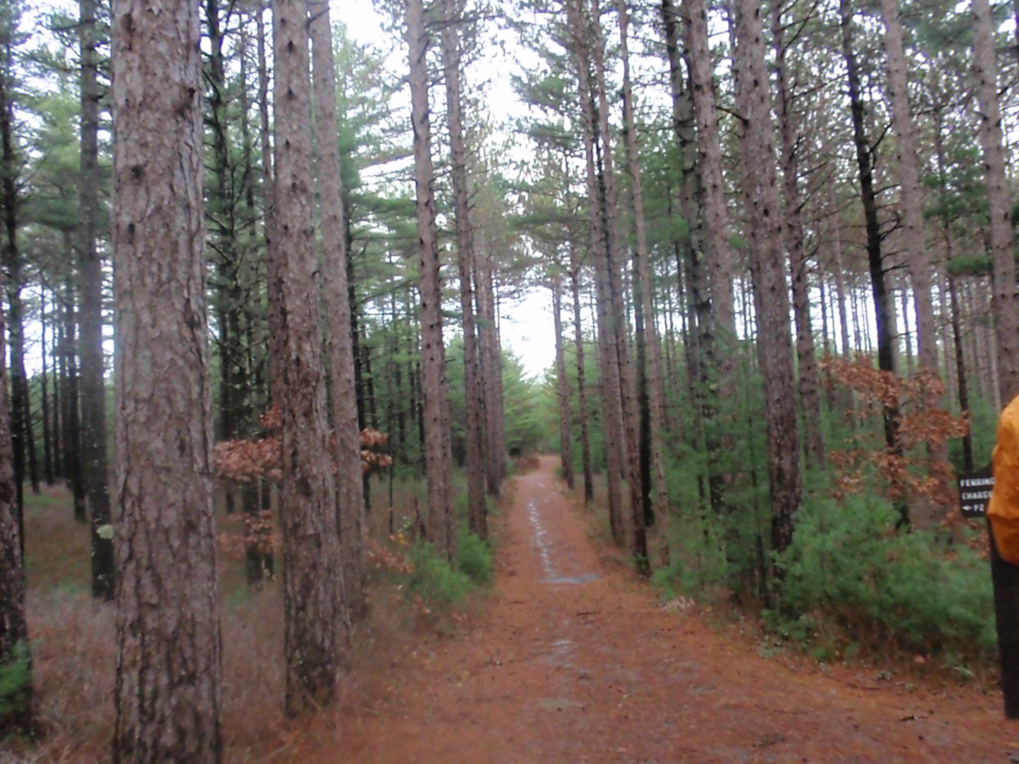 Pine trees at Myles Standish State Forest in Massachusetts 