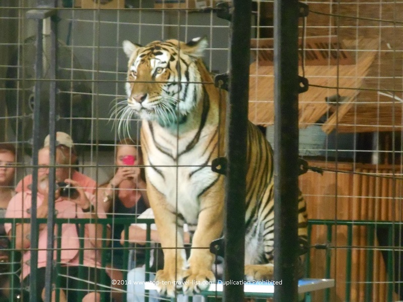 Big Cat Habitat: A Beautiful Cat Sanctuary in Sarasota