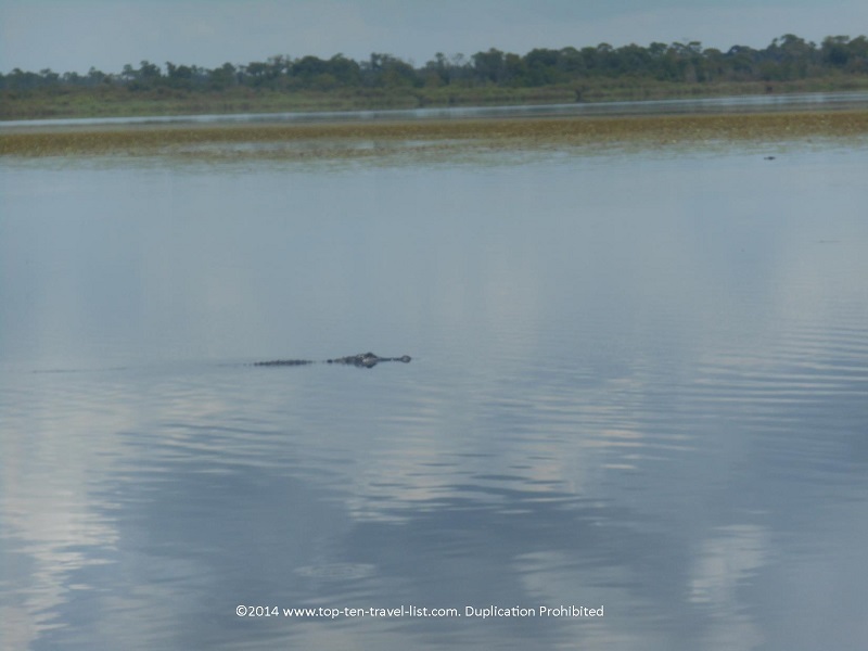Seeing Alligators in Sarasota, Florida