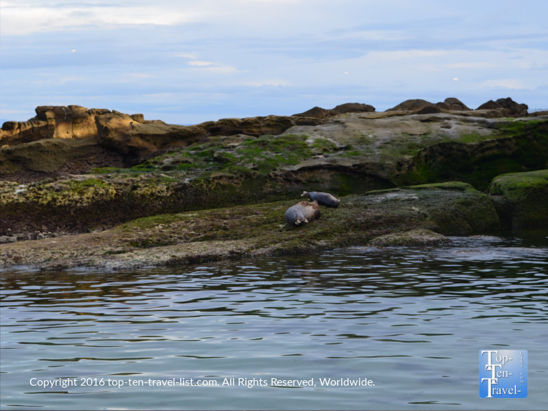 2 sea lions at La Jolla Cove in San Diego