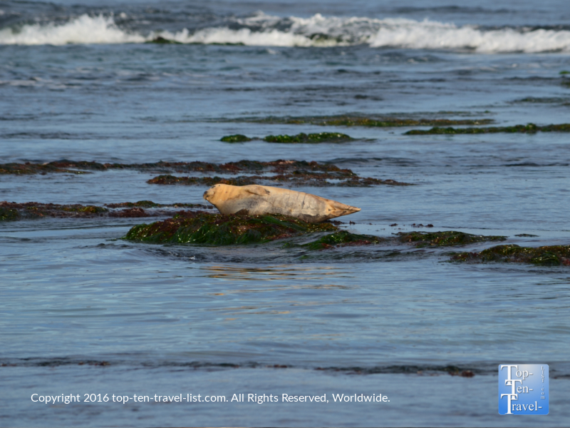 Views of a sea lion at La Jolla Cove in San Diego