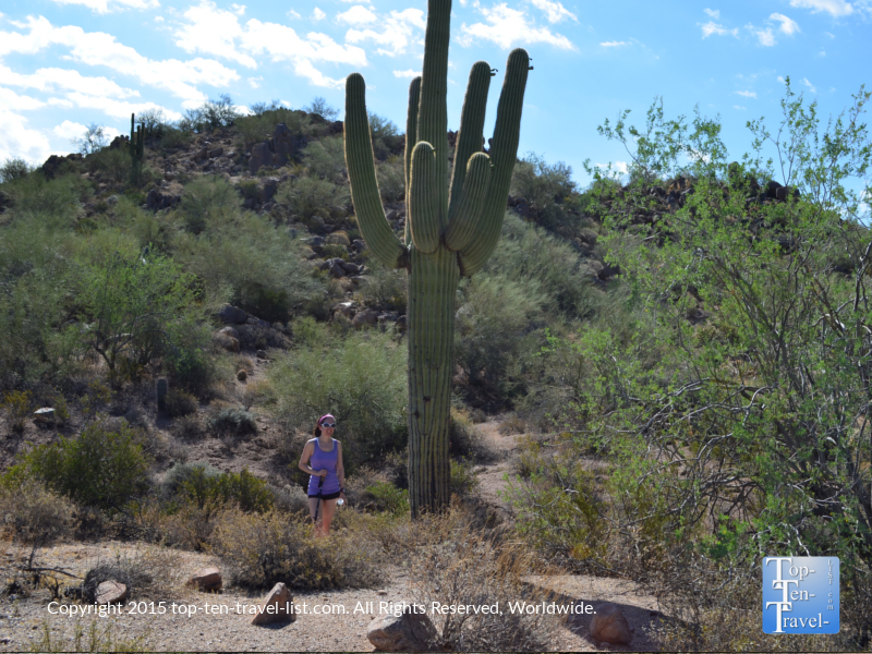 A tall Saguaro Cactus at South Mountain Park in Phoenix Arizona