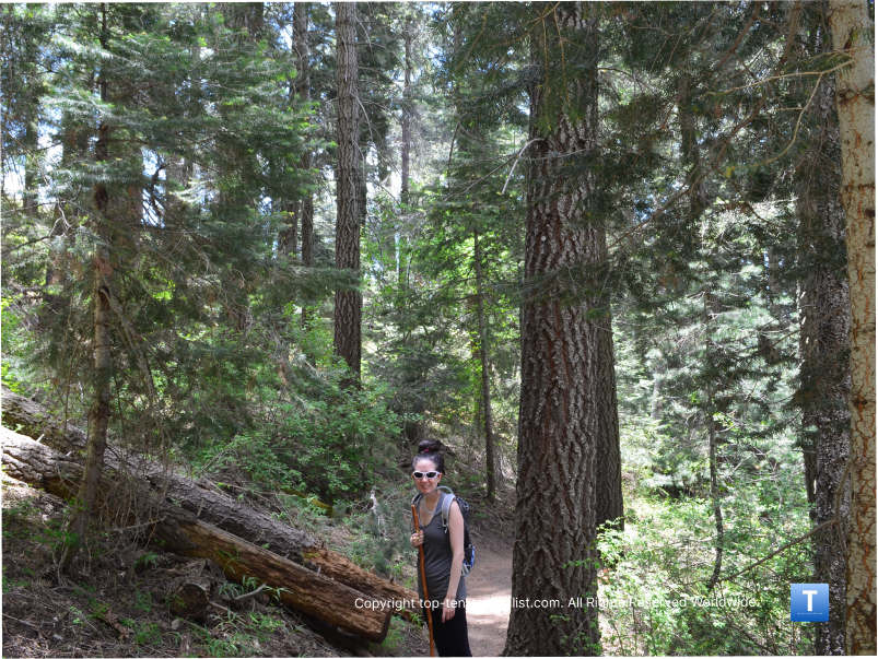 Hiking Hotspot: The High Altitude Trails of Mt. Lemmon