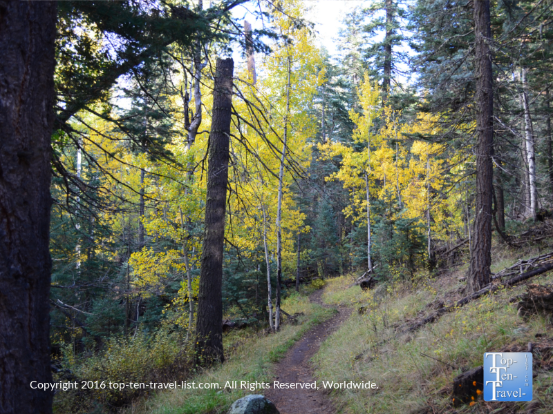 Golden aspens lining the Sunset Trail in Flagstaff, Arizona