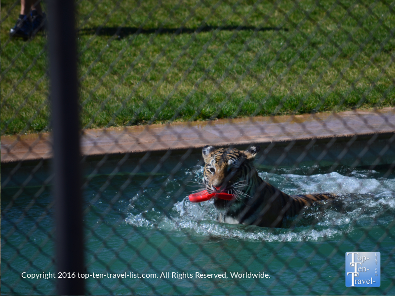 Tiger Splash show at Out of Africa Wildlife Park in Camp Verde, Arizona 