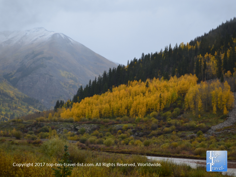 Beautiful golden foliage in the San Juan National Forest