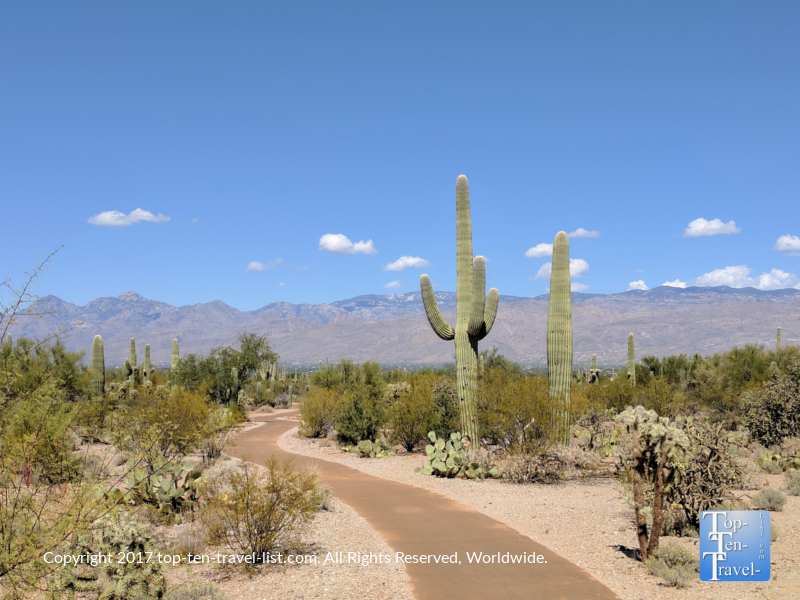 Mica View trail at Saguaro National Park in Tucson, Arizona