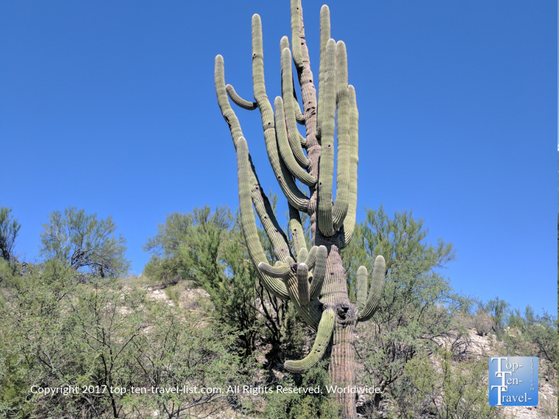 Giant Saguaro cactus with many arms along the Honeybee Canyon trail in Oro Valley, Arizona