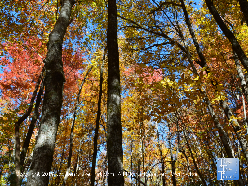 Gorgeous fall foliage at Caesars Head State Park in Upstate SC