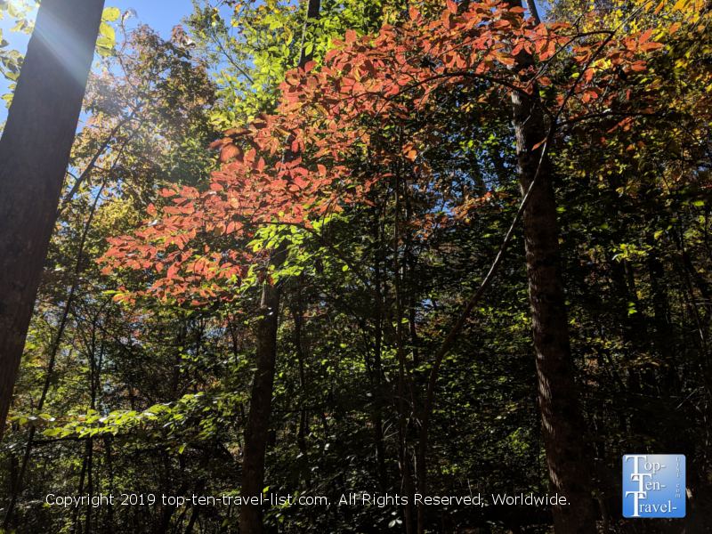 Red fall foliage at Paris Mountain State Park