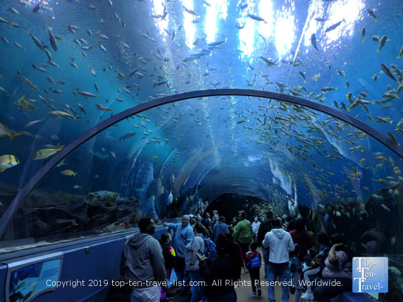 Walk through Aquarium tunnel at the Georgia Aquarium