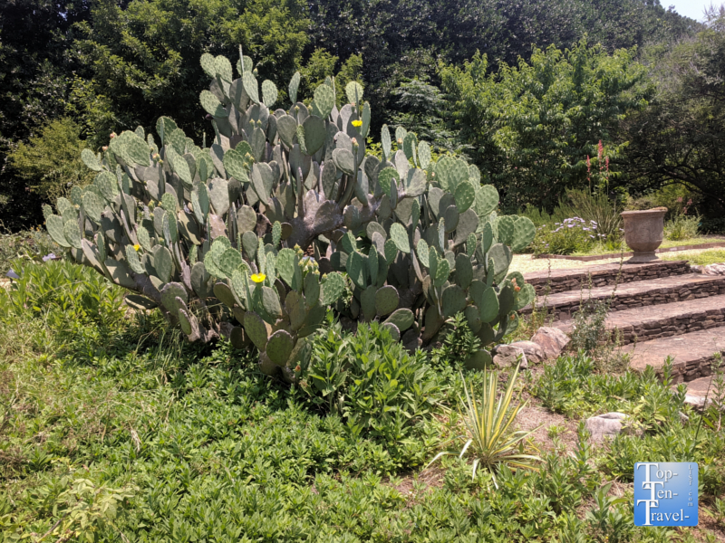 Cactus garden at the South Carolina Botanical Garden