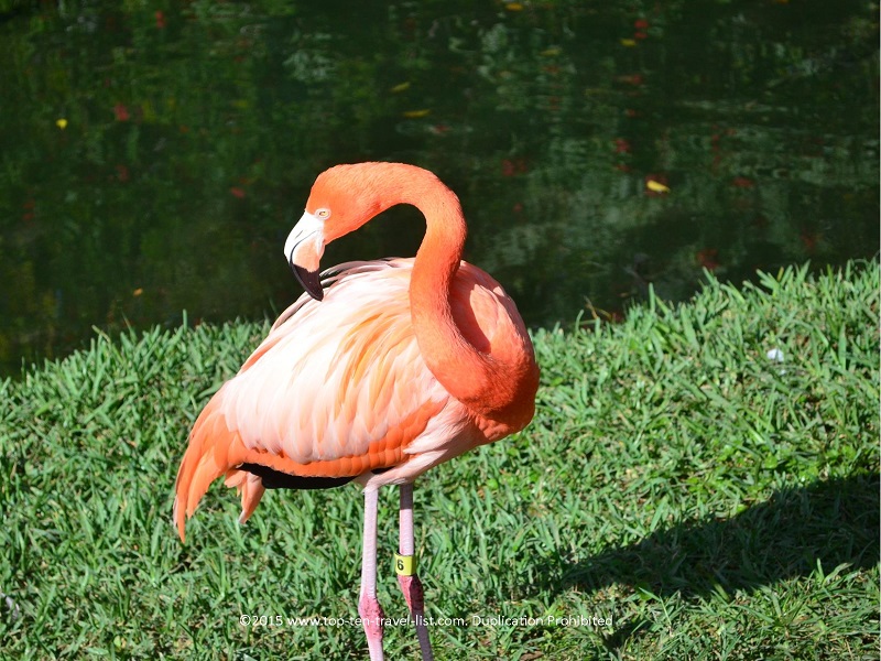 Flamingo at Sarasota Jungle Gardens 