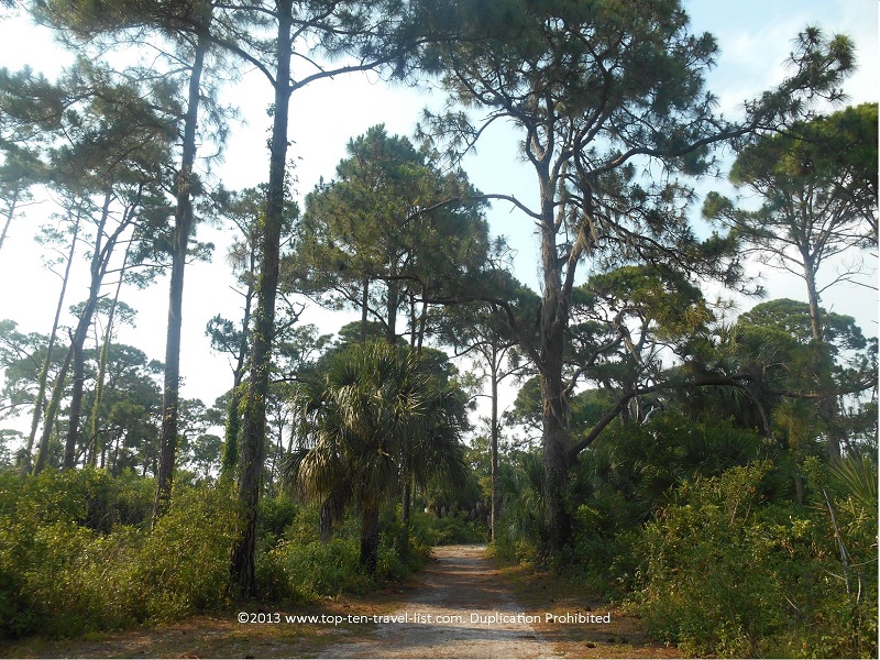 Nature trail at Honeymoon Island State Park in Dunedin, Florida