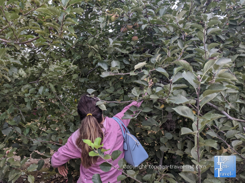 Apple picking at Grandad's Orchard in Hendersonville, North Carolina