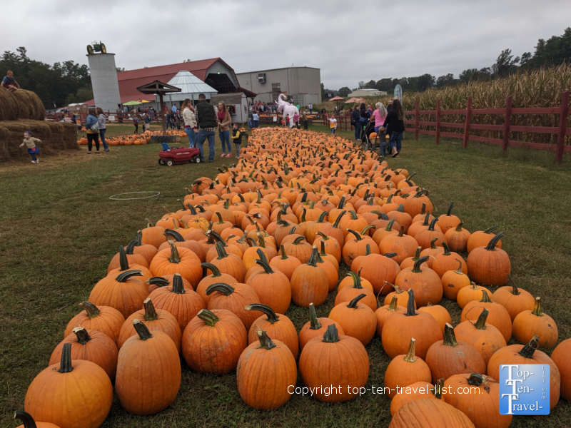 Pumpkin patch at Grandad's Apples in Hendersonville, North Carolina