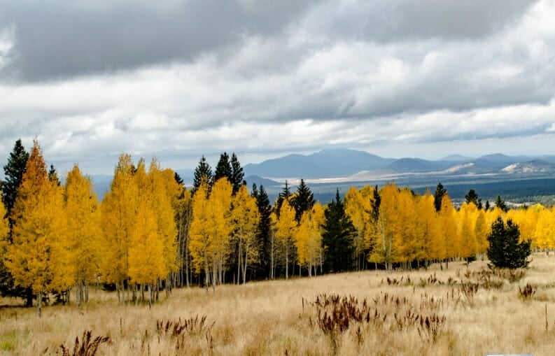 A Relaxing, Colorful Fall Stroll Along the Aspen Nature Loop