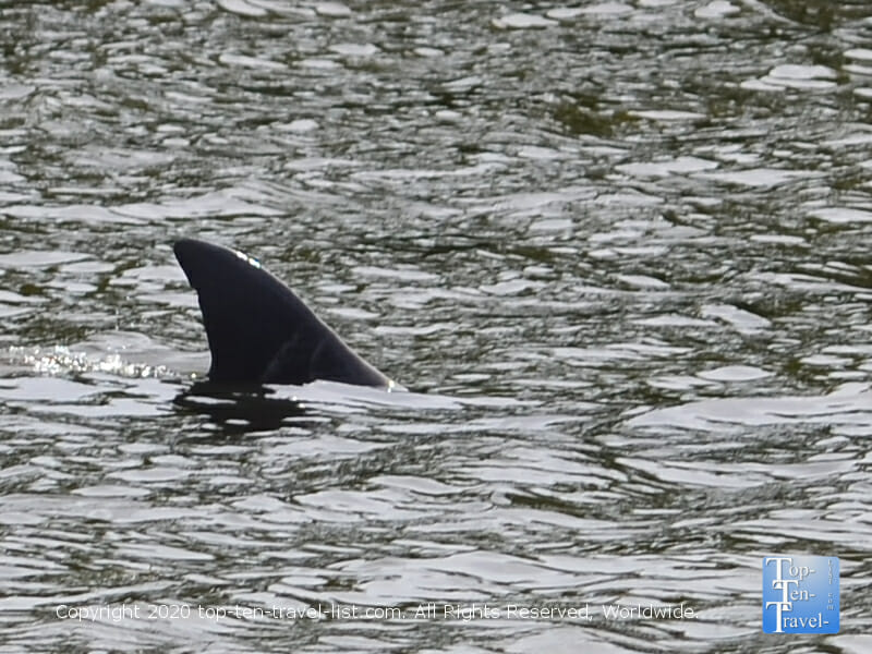 Dolphin sighting aboard the Odyssey Cruise in Tarpon Springs, Florida 