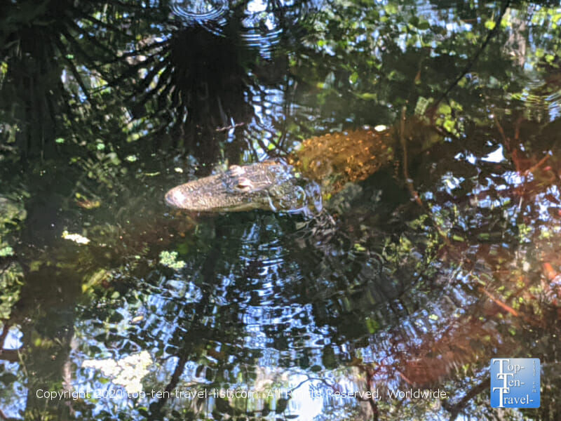 Alligator sighting in Tampa Bay