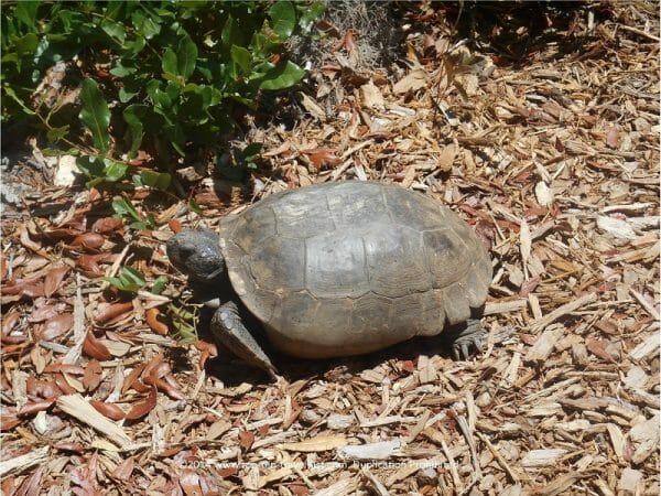 Gopher tortoise at James E. Grey Preserve in New Port Richey, Florida 