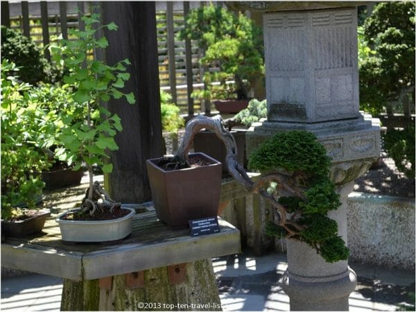 Bonsai collection at the Arnold Arboretum in Boston, MA