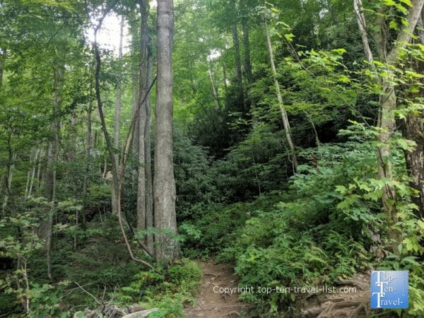 Rainbow Falls trail at Gorges State Park in Western North Carolina