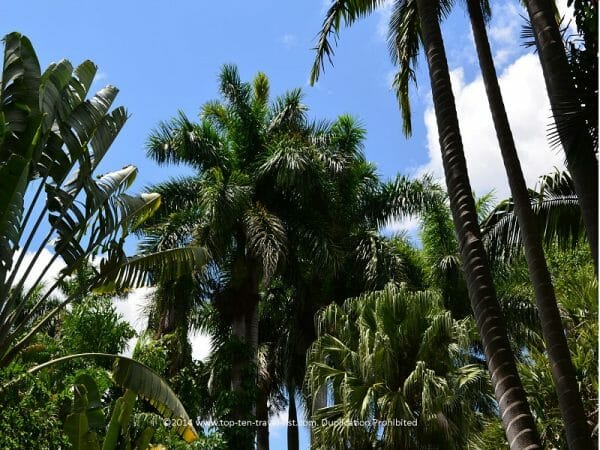 Tropical plant life at Sunken Gardens in St. Petersburg, Florida 