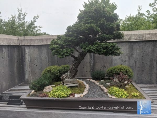 Bonsai exhibit at the North Carolina Arboretum