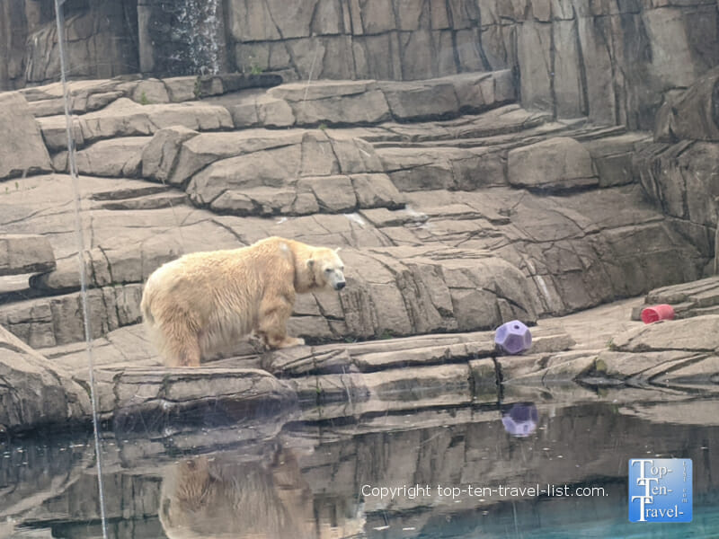 Polar bear at The Pittsburgh Zoo