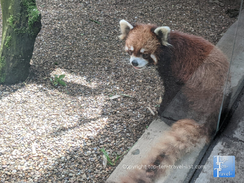 Red panda at The Pittsburgh Zoo 