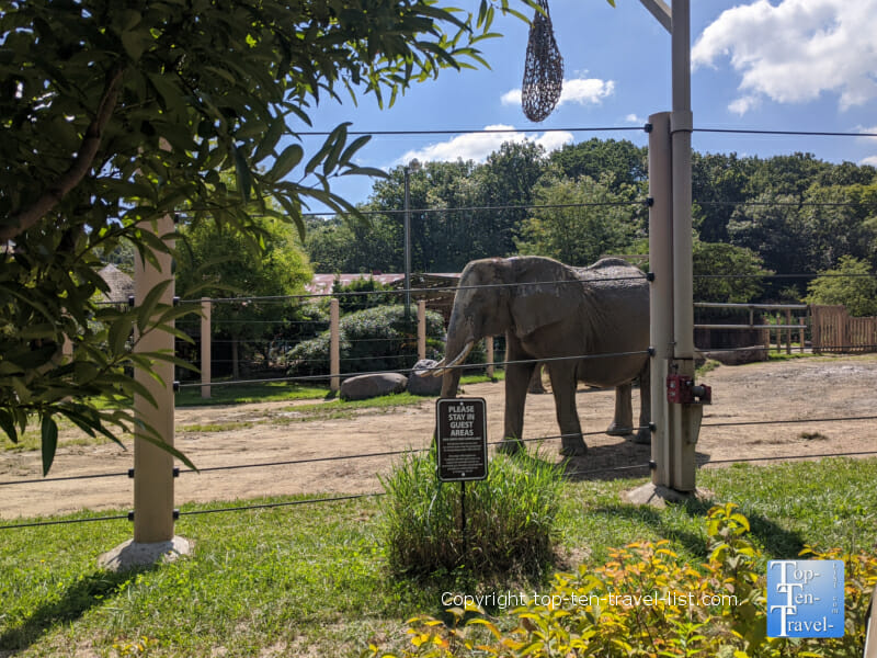 Beautiful elephant at the Cleveland Metroparks Zoo 