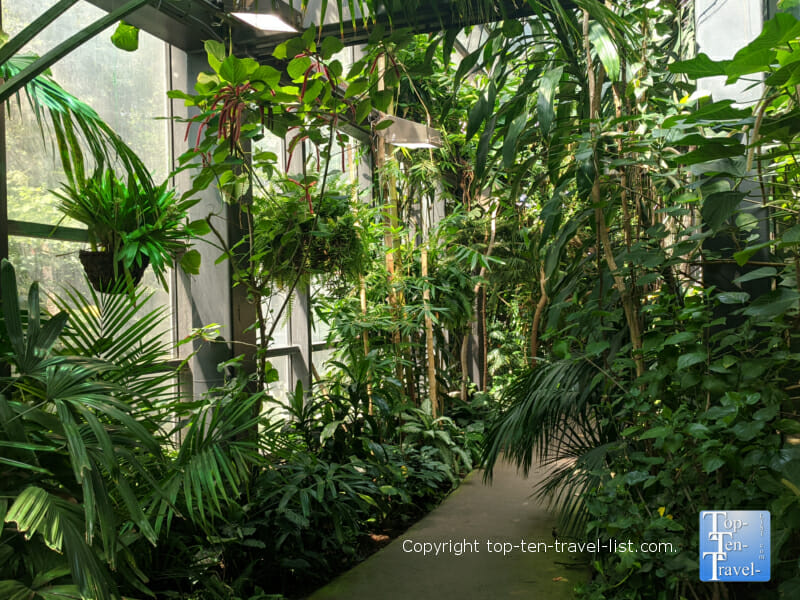 Tropical plants at The Rainforest at Cleveland Metroparks Zoo 