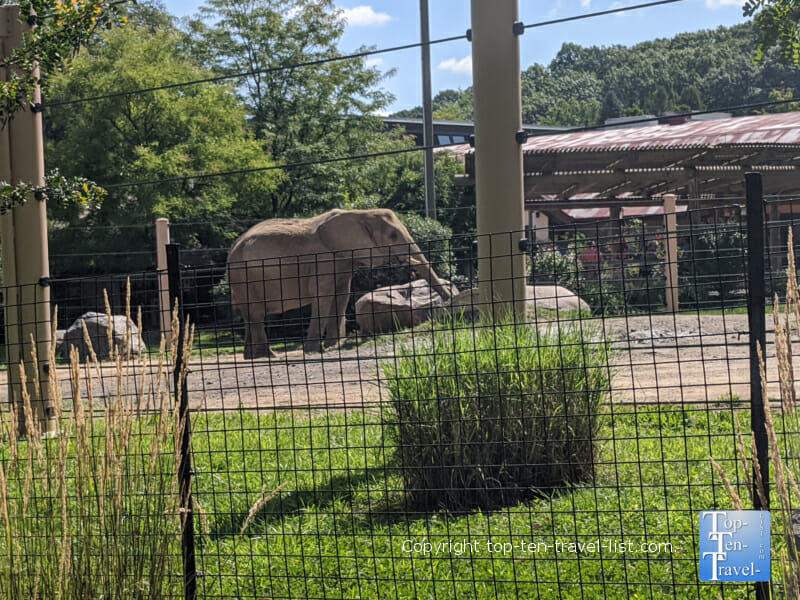 Elephant at the Cleveland Metroparks Zoo 