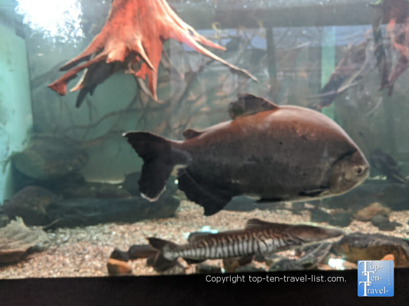 Aquarium at the Cleveland Metroparks Zoo 