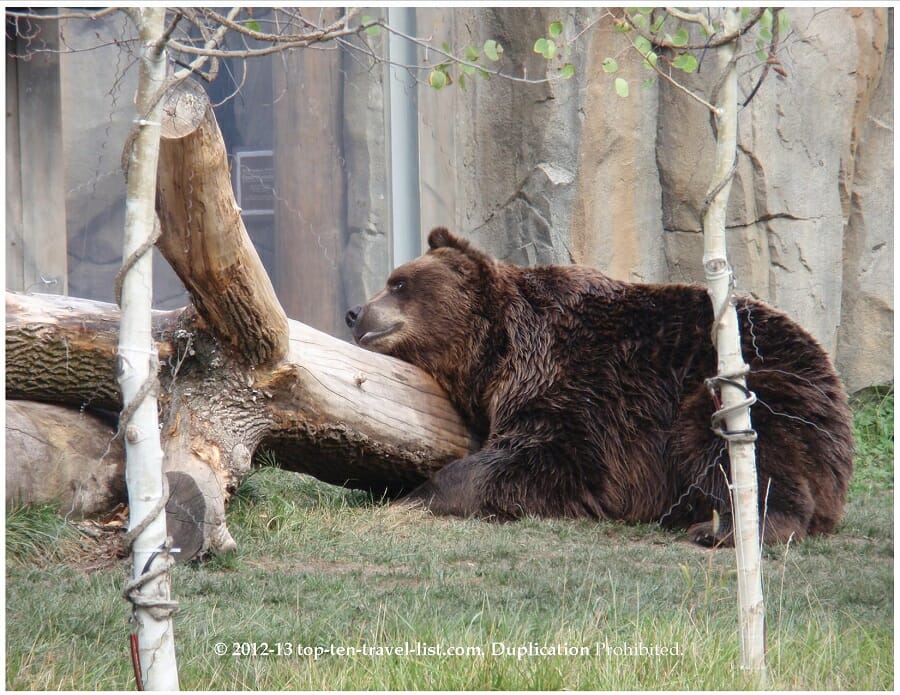 Attraction of the Week: Brookfield Zoo