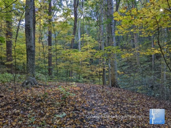 Scattered fall leaves along the trail at Tom's Run Nature Preserve in Sewickley, PA