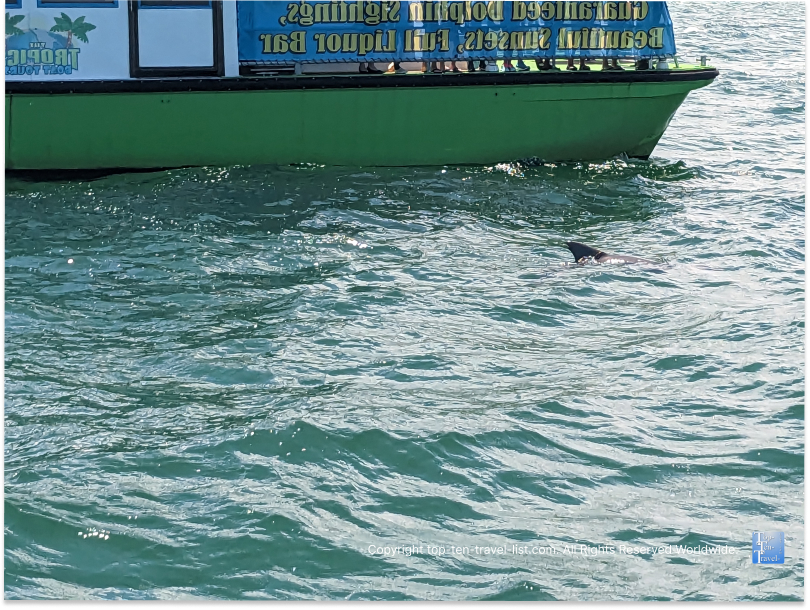 Dolphin sighting on the Sea Screamer boat ride in Clearwater Beach, FL