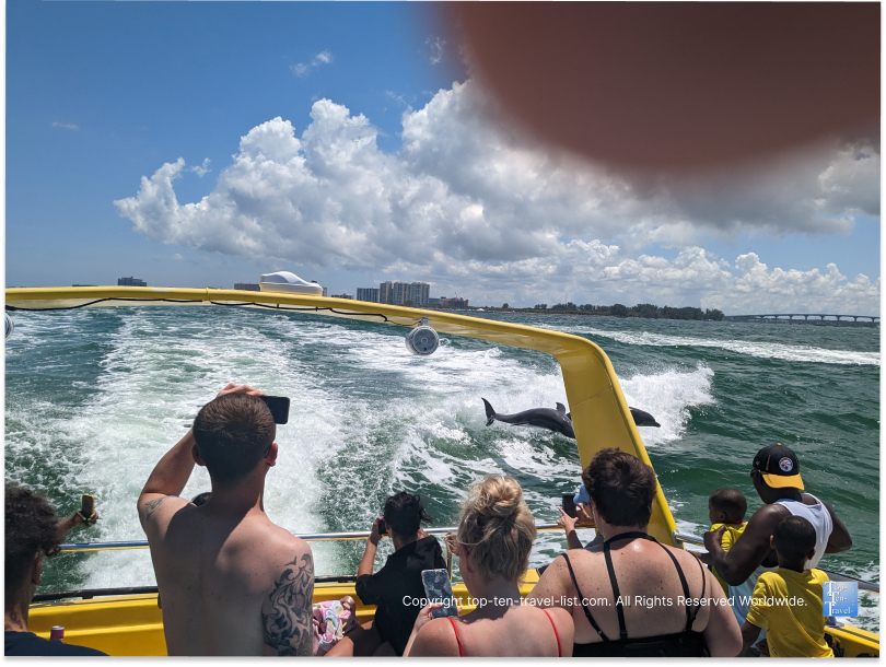 Dolphins jumping in the wake of the Sea Screamer boat in Clearwater Beach, Florida