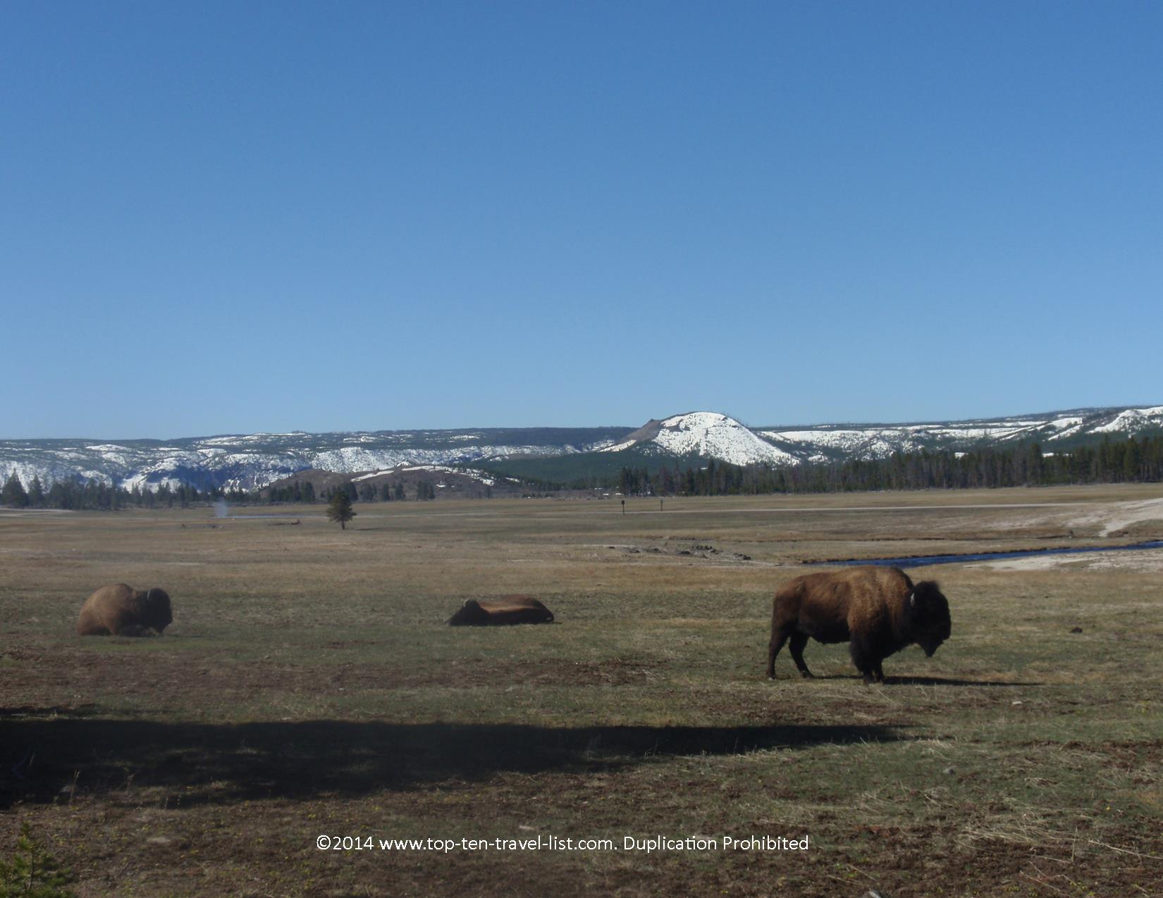 Plan a day trip to Yellowstone National Park - Top Ten Travel List