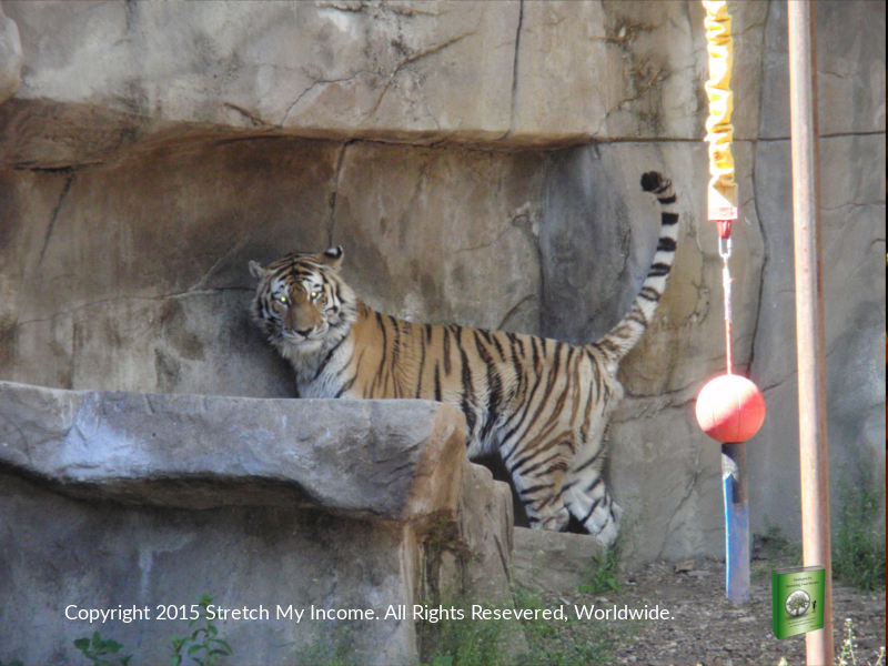 Spend a summer afternoon at Brookfield Zoo - Top Ten Travel List