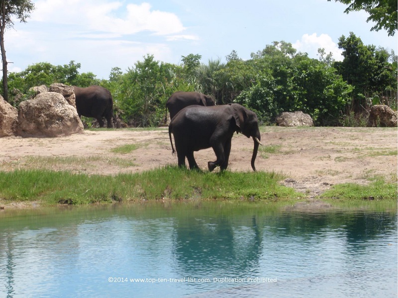 Kilimanjaro Safaris - Top Ten Travel List