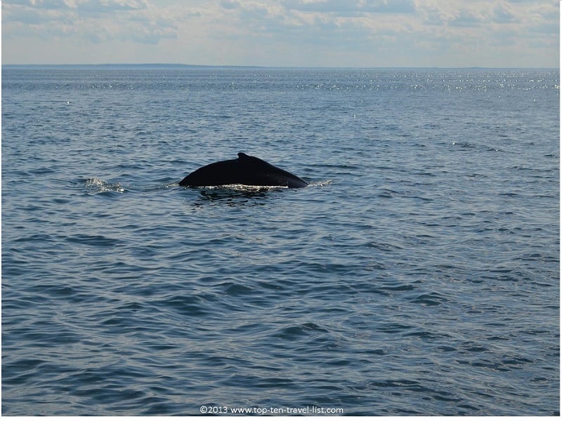 Enjoy a whale watching trip in historic Plymouth, Massachusetts - Top Ten Travel List