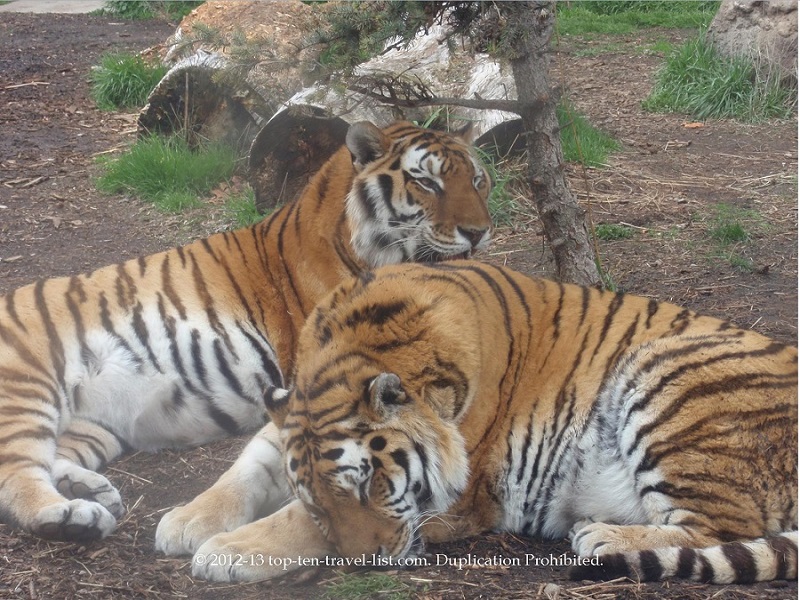 Visit Zoo Boise - Top Ten Travel List