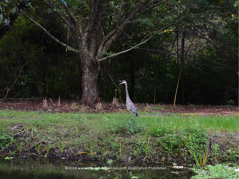 Enjoy quiet nature trails & bird watching at Sawgrass Lake Park - Top Ten Travel List