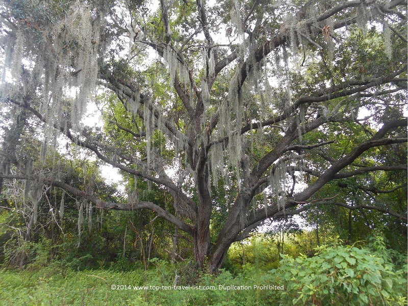 Enjoy nature trails, look out for alligators, & bird watch at Boyd Hill Nature Preserve - Top Ten Travel List