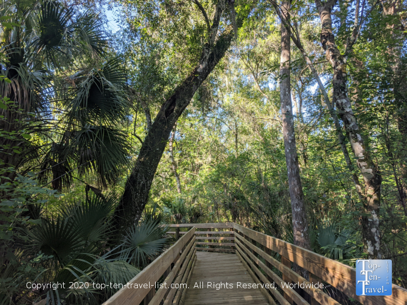 Alligator watch at Lettuce Lake Park - Top Ten Travel List